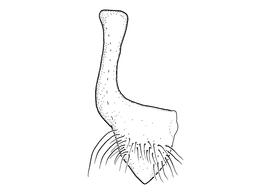   Anthidium tenuiflorae  male, diagram showing ventral view of seventh sternum (S7), diagram from Gonzalez and Griswold 2013 
